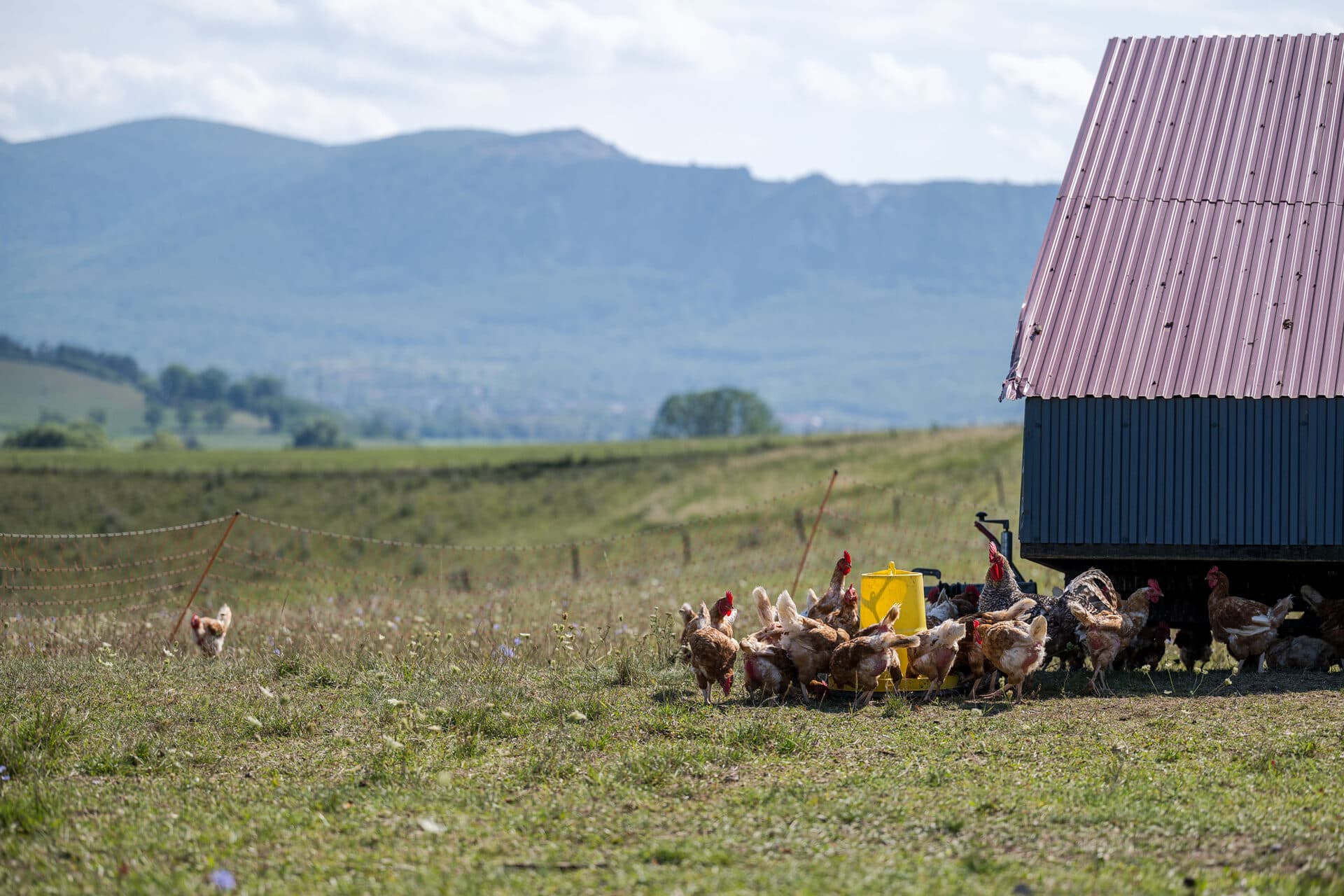 Free-range Remény Farm hens moving through green pasture