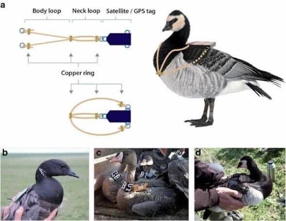 Diagram and photos of wild geese wearing GPS tags on a harness: a neck loop and a body loop hold the tag on the bird’s back.