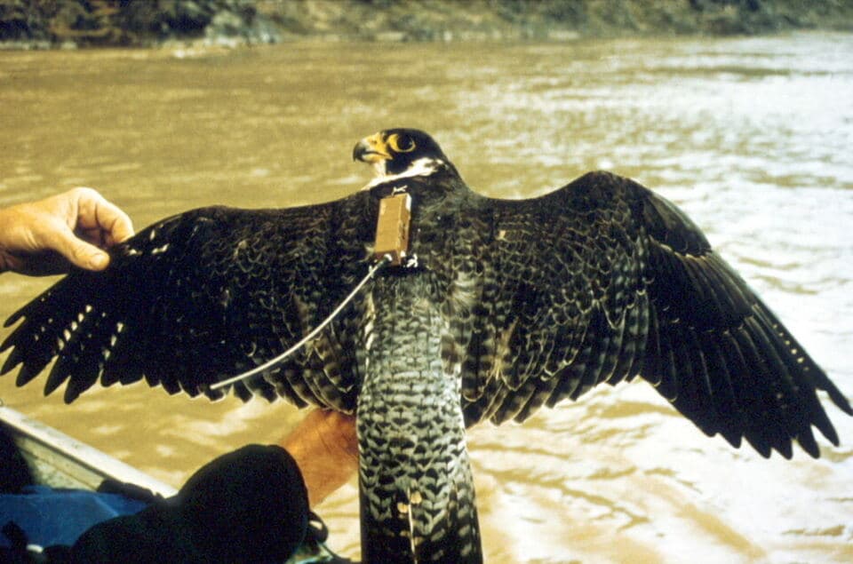 A peregrine falcon held with its wings spread, a small tracking device on its back and the antenna running towards its tail.