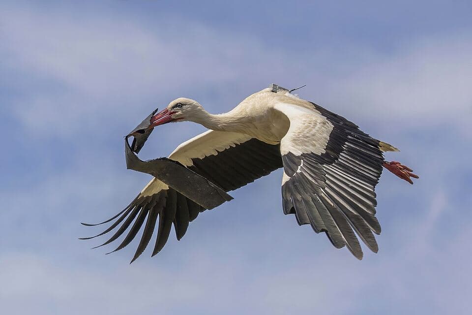A white stork in flight with a small transmitter and its antenna on its back.