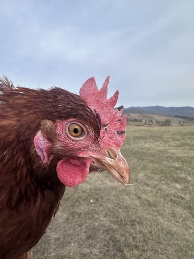 Portrait of Emu