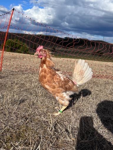 Portrait of Nugget (Sára tyúkja, eredeti nevén: Vali)