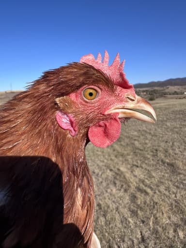 Portrait of Helga