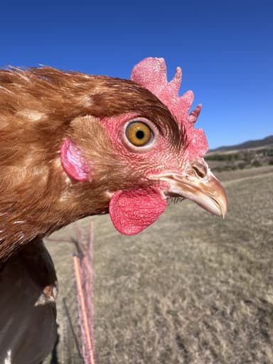 Portrait of Happypy