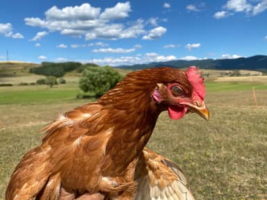 Portrait of El Pollo Loco