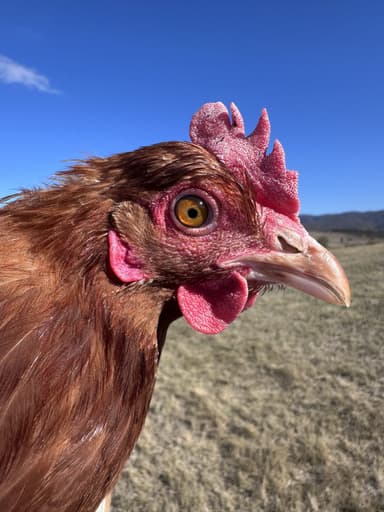 Portrait of Alexis Hen