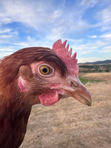 Portrait of Fercsi