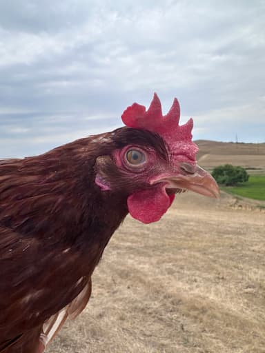 Portrait of Muci