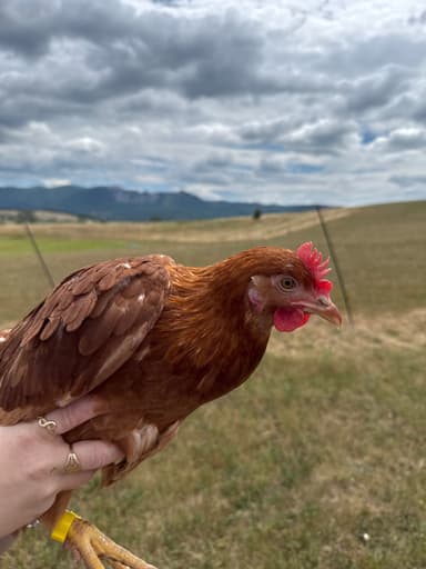 Portrait of Pamacs