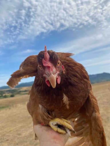 Portrait of Lady Eggs
