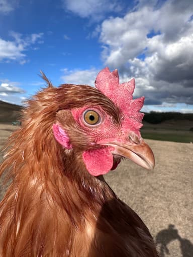 Portrait of Csicsi