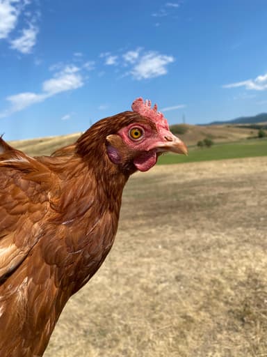 Portrait of Nokedli