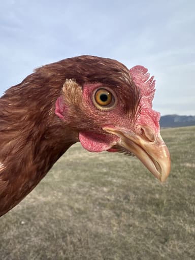 Portrait of Miss Kukorica